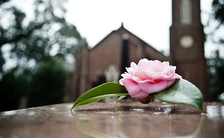 różowy kwiat na grobie